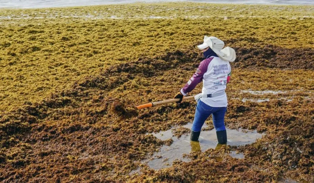 Del desastre al negocio: cómo Granada quiere convertir el sargazo en oro verde