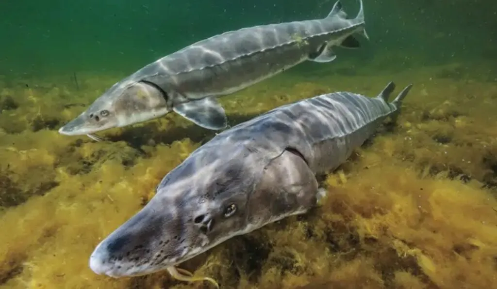 “Dinosaurios” en Nueva York: liberan mil esturiones prehistóricos en un ambicioso plan de repoblación