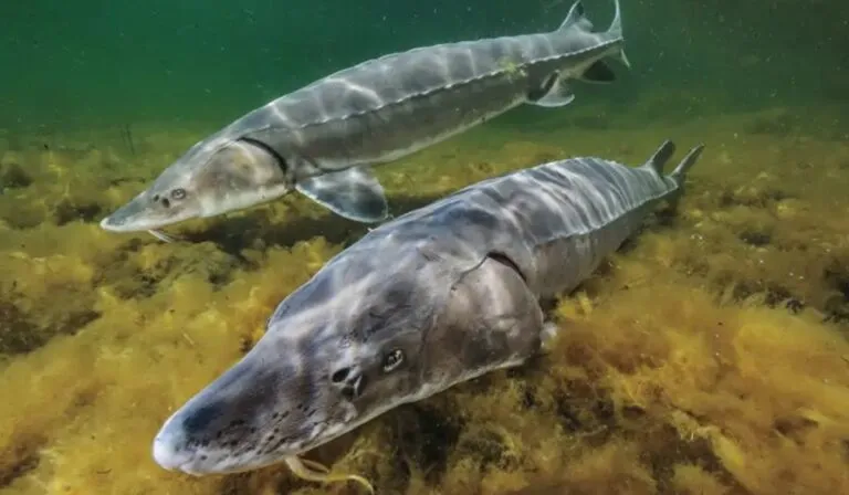 “Dinosaurios” en Nueva York: liberan mil esturiones prehistóricos en un ambicioso plan de repoblación