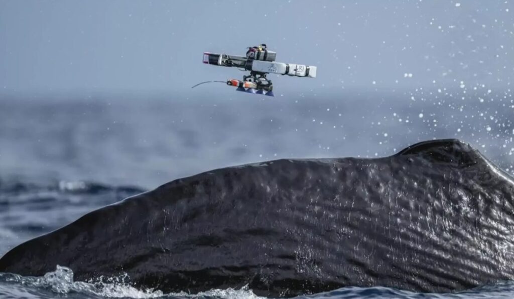 Drones al rescate del océano: la tecnología que está revolucionando el estudio de ballenas, delfines y orcas