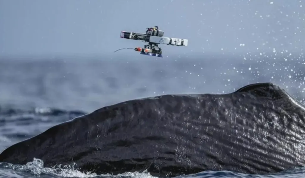 Drones al rescate del océano: la tecnología que está revolucionando el estudio de ballenas, delfines y orcas