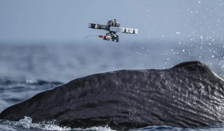 Drones al rescate del océano: la tecnología que está revolucionando el estudio de ballenas, delfines y orcas
