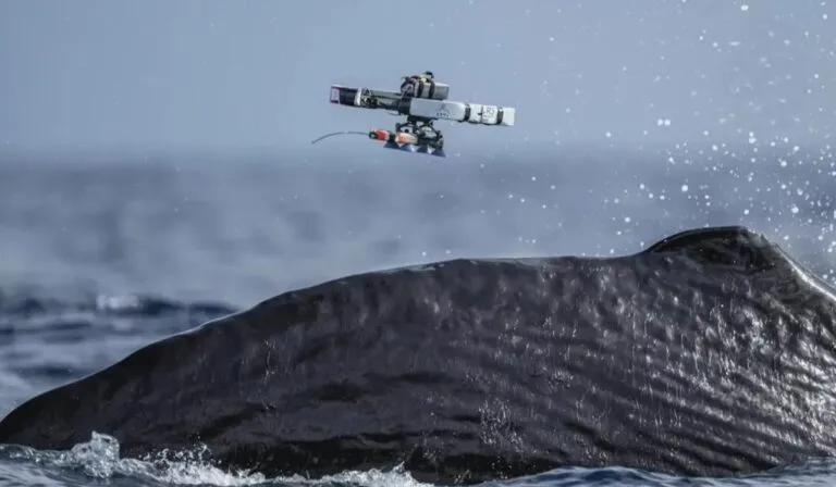 Drones al rescate del océano: la tecnología que está revolucionando el estudio de ballenas, delfines y orcas
