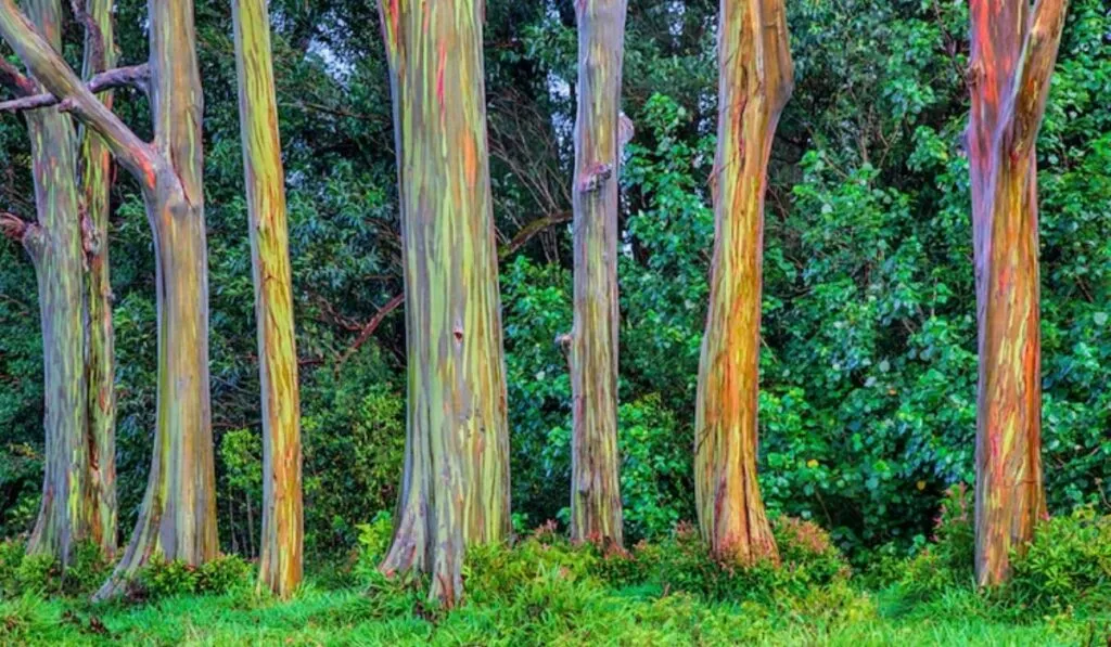 El árbol más sorprendente de Filipinas: el eucalipto arcoíris y su tronco multicolor