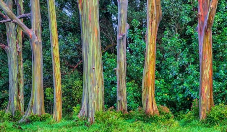 El árbol más sorprendente de Filipinas: el eucalipto arcoíris y su tronco multicolor