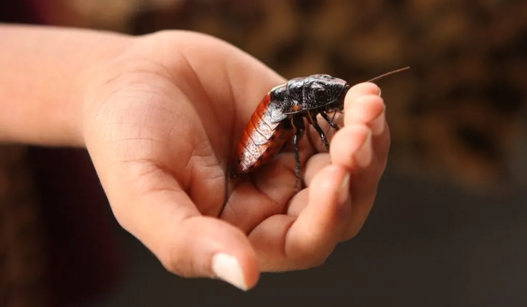 El curioso truco de las cucarachas de Madagascar para no deshidratarse en un mundo más seco