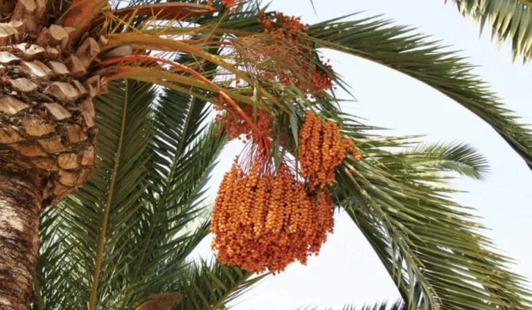 El dátil coahuilense agoniza: el fruto que dio identidad a Bilbao lucha por sobrevivir al clima