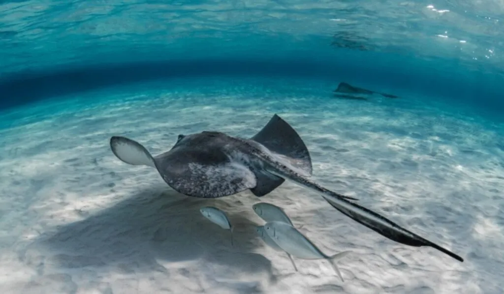 El océano entra en escena: la COP30 redefine la lucha climática desde Belém