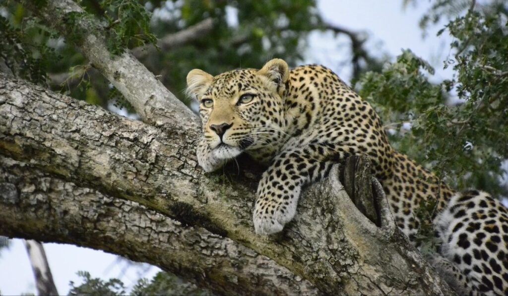 El regreso del leopardo: Sudáfrica celebra la reaparición del felino tras 170 años