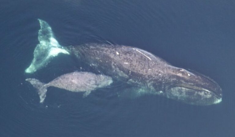 El secreto de la longevidad de la ballena boreal: su ADN sabe repararse solo
