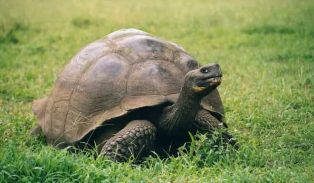Gramma, la tortuga de 141 años que conquistó generaciones, se despide del Zoológico de San Diego