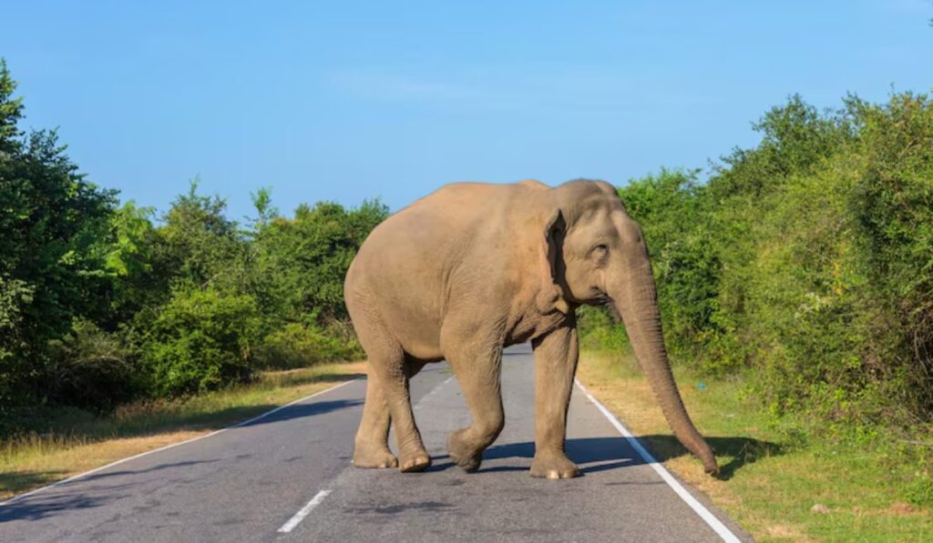 Humanos en movimiento, animales en retroceso: el alarmante cambio que amenaza a los ecosistemas