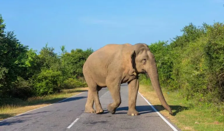 Humanos en movimiento, animales en retroceso: el alarmante cambio que amenaza a los ecosistemas