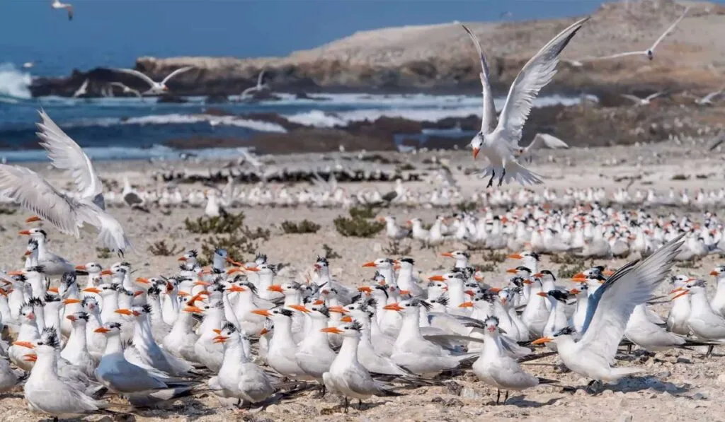 Las aves marinas: las aliadas ocultas en la lucha contra el cambio climático