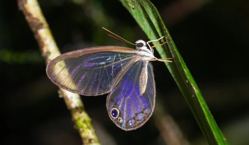 Las mariposas del Amazonas pierden sus colores: así revela la naturaleza el impacto de la deforestación