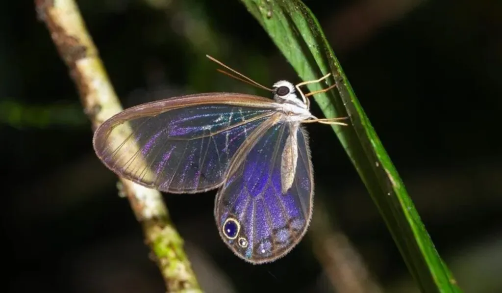 Las mariposas del Amazonas pierden sus colores: así revela la naturaleza el impacto de la deforestación