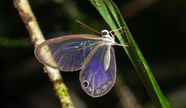 Las mariposas del Amazonas pierden sus colores: así revela la naturaleza el impacto de la deforestación