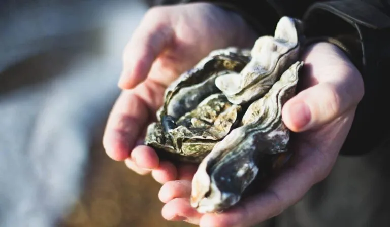 Las ostras podrían ser la nueva arma secreta contra el calentamiento global