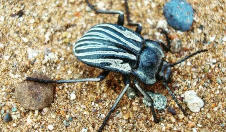 Las vaquitas del desierto: los escarabajos que hacen florecer al Atacama