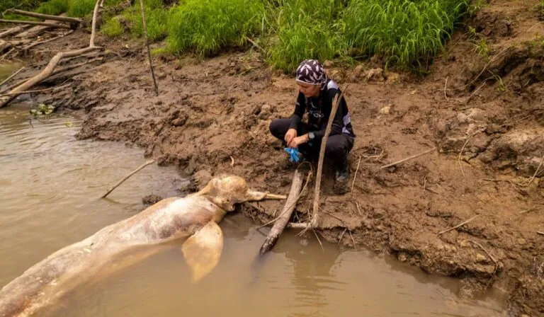 Los lagos de la Amazonía se están “cocinando”: alcanzan 41 °C y mueren cientos de delfines