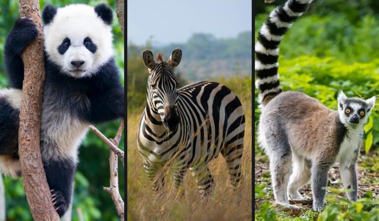¿Por qué las cebras, los pandas y otros animales son blancos y negros? La ciencia tiene varias teorías
