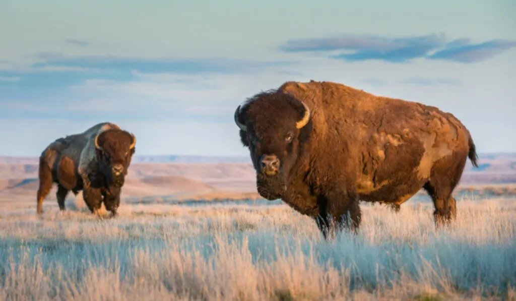 Regreso histórico: 44 bisontes vuelven a Cuatro Ciénegas después de dos siglos