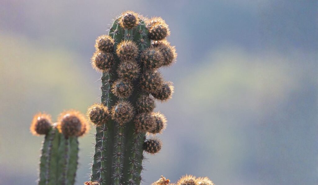 San Luis Potosí: el paraíso oculto donde viven más de 170 especies de cactus