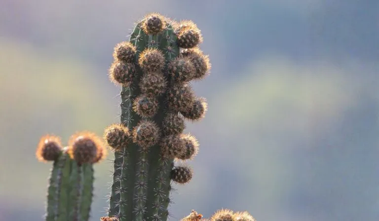 San Luis Potosí: el paraíso oculto donde viven más de 170 especies de cactus