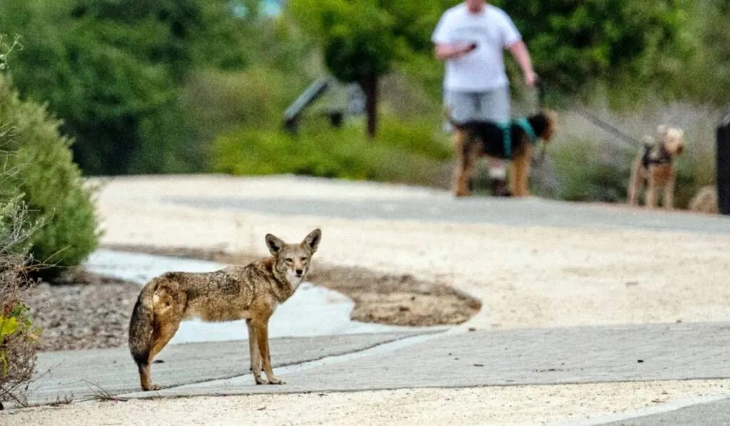 Sequía en California dispara encuentros con animales peligrosos: pumas, coyotes y osos llegan a zonas urbanas