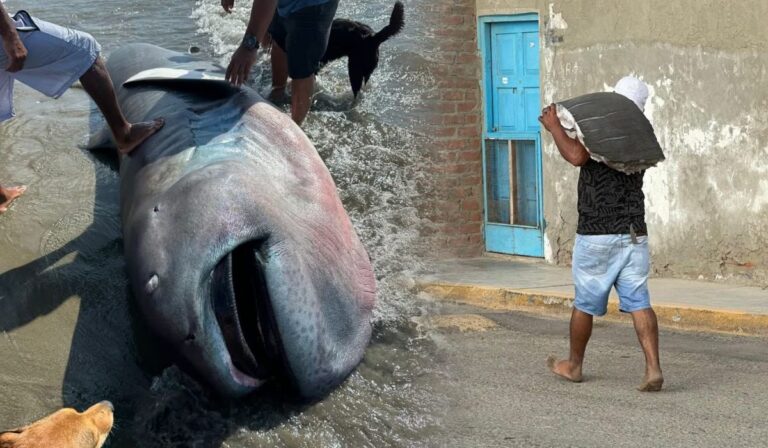 Aparece un rarísimo tiburón megaboca en Piura… y vecinos lo filetean antes de que lleguen los expertos