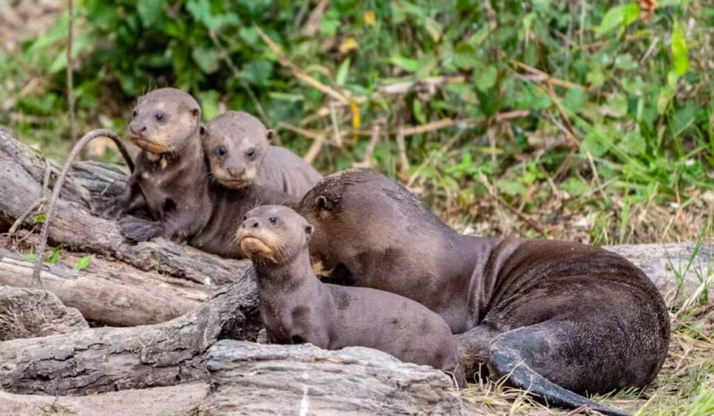 Argentina logra un hecho histórico: vuelve la nutria gigante a los Esteros del Iberá