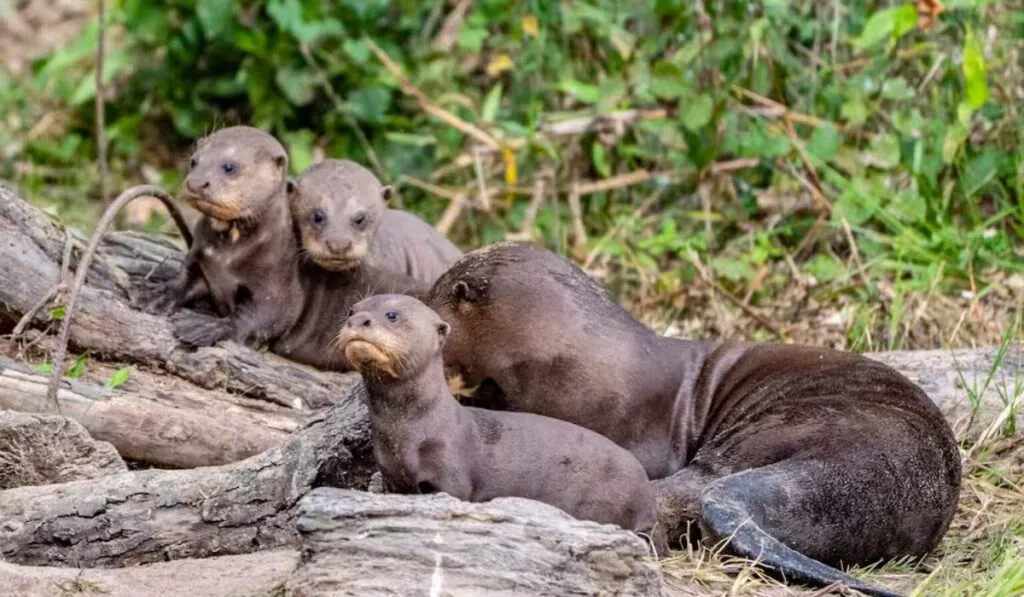 Argentina logra un hecho histórico: vuelve la nutria gigante a los Esteros del Iberá