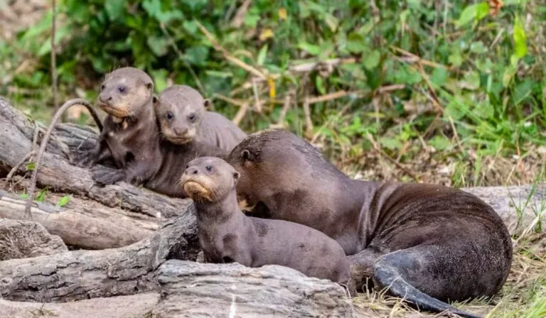Argentina logra un hecho histórico: vuelve la nutria gigante a los Esteros del Iberá