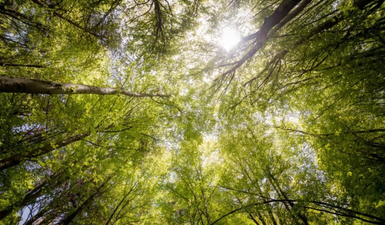 China planta tantos árboles que ya cambió su ciclo del agua: el gran experimento ambiental del siglo