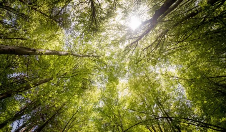 China planta tantos árboles que ya cambió su ciclo del agua: el gran experimento ambiental del siglo