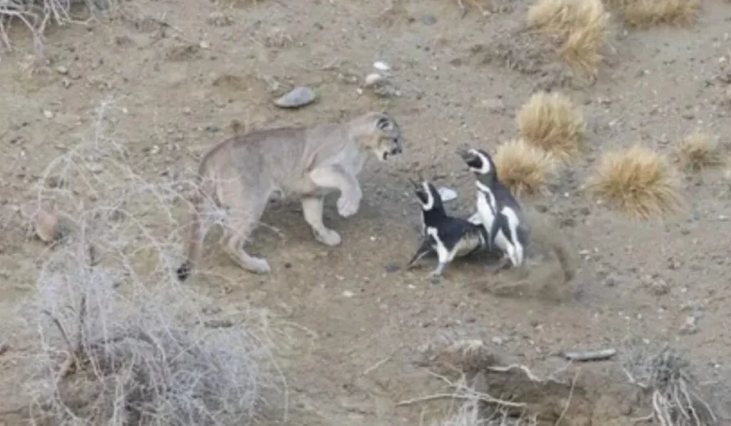 Cuando el depredador vuelve: pumas y pingüinos reescriben el equilibrio ecológico en la Patagonia
