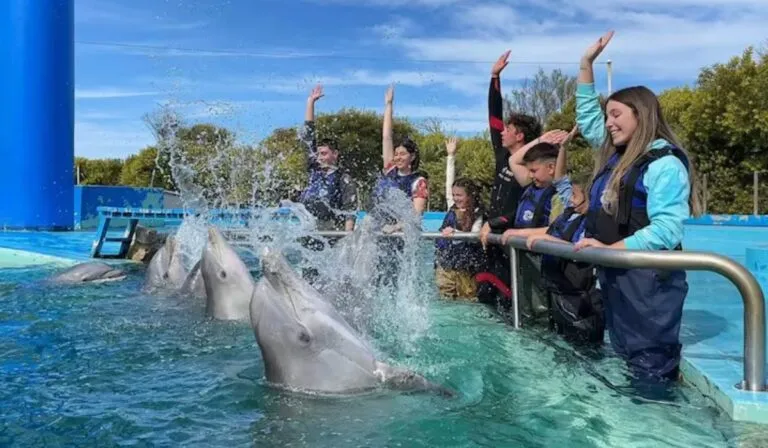 Diez delfines argentinos viajaron a Egipto: así fue el operativo inédito que cerró la historia del ex Aquarium de Mar del Plata