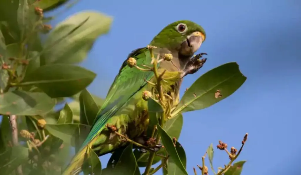 El K’ili, el lorito maya de Campeche que lucha por no desaparecer