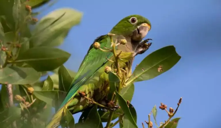 El K’ili, el lorito maya de Campeche que lucha por no desaparecer