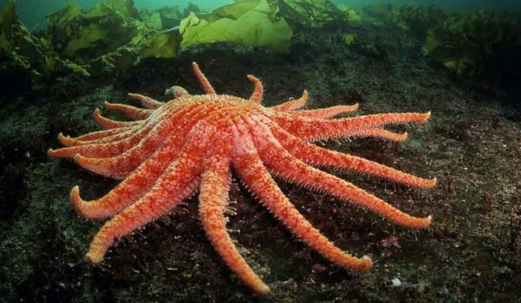 El plan científico que busca salvar a las estrellas de mar gigantes usando frío extremo