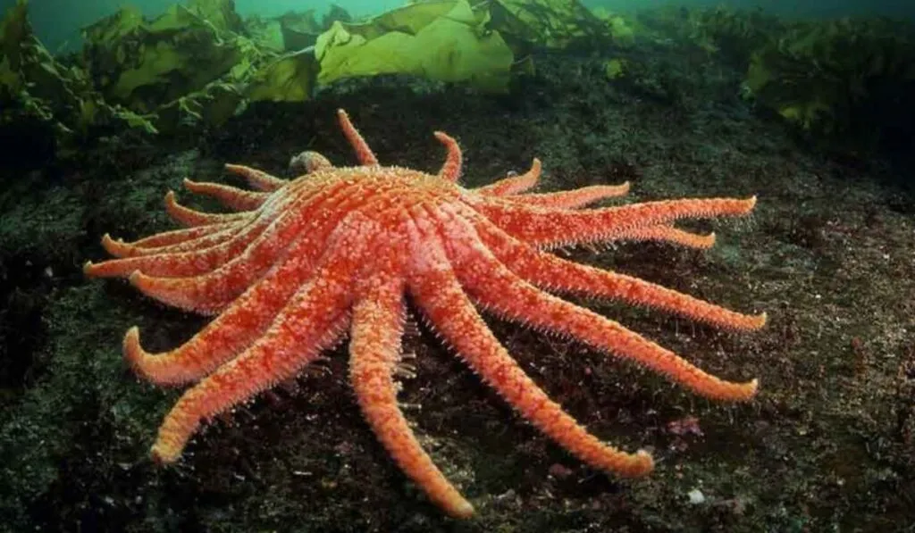 El plan científico que busca salvar a las estrellas de mar gigantes usando frío extremo