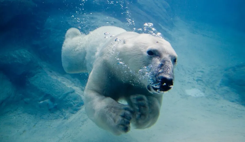 Esperanza en el Ártico: osos polares muestran señales de evolución para sobrevivir