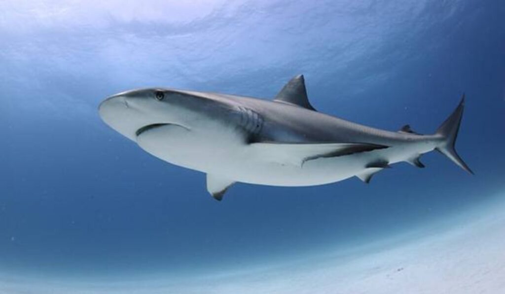 Hallan en Australia un tiburón gigante de hace 115 millones de años que cambia la historia de su evolución