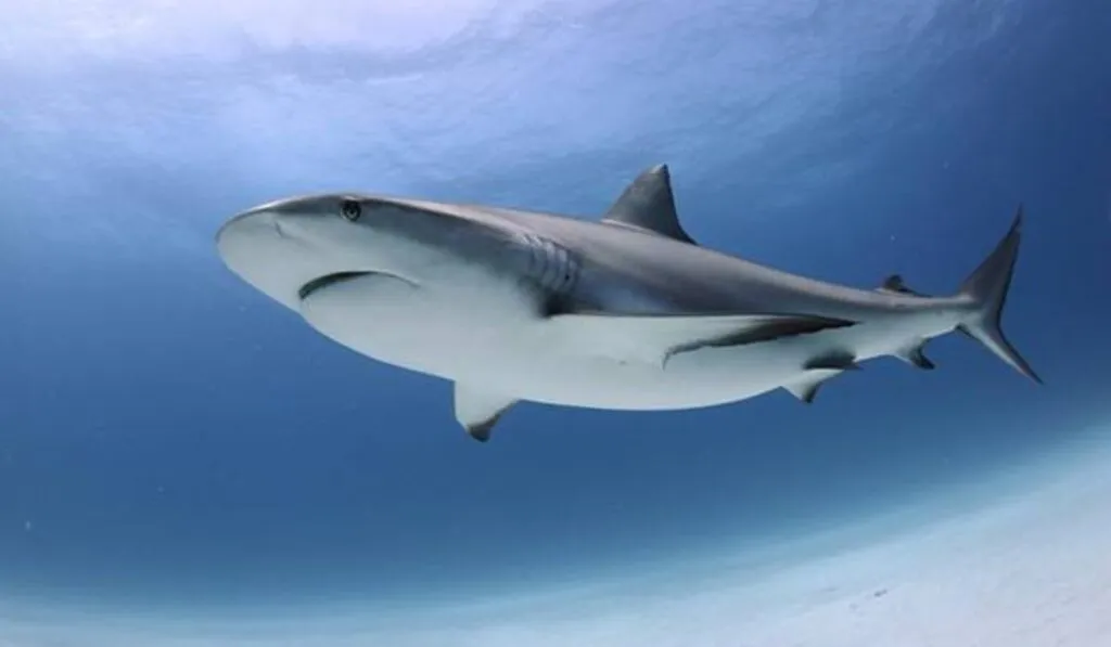 Hallan en Australia un tiburón gigante de hace 115 millones de años que cambia la historia de su evolución