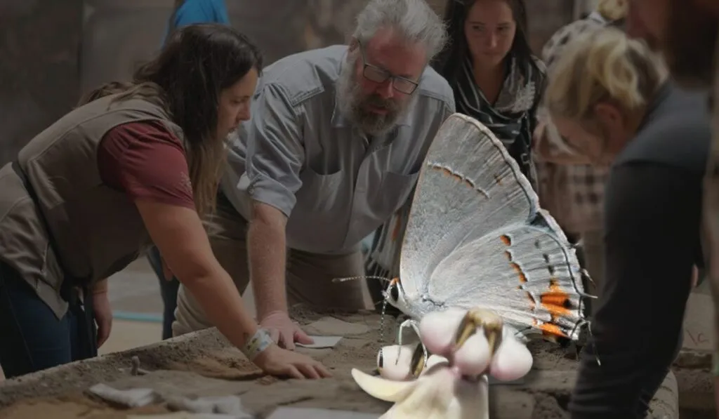 Hallan nueve nuevas especies de mariposas sudamericanas en un museo de Londres
