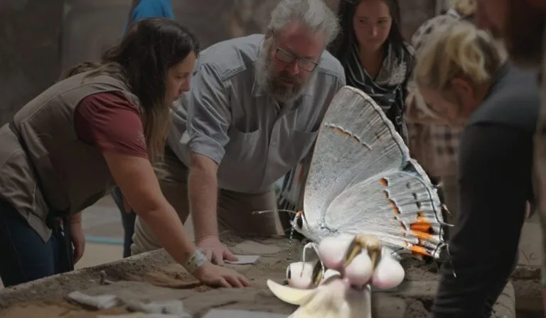 Hallan nueve nuevas especies de mariposas sudamericanas en un museo de Londres