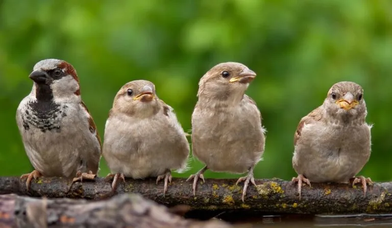 La alarmante caída de aves que amenaza a los ecosistemas del mundo