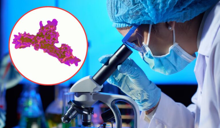 La ameba que desafía al calor extremo: el descubrimiento que replantea los límites de la vida