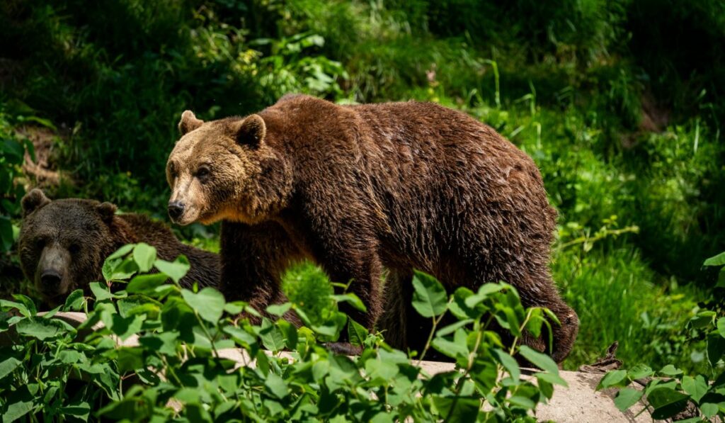 Los osos podrían volverse más herbívoros y transformar los ecosistemas