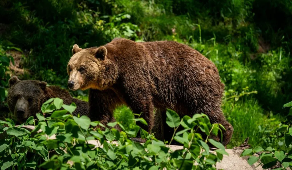 Los osos podrían volverse más herbívoros y transformar los ecosistemas